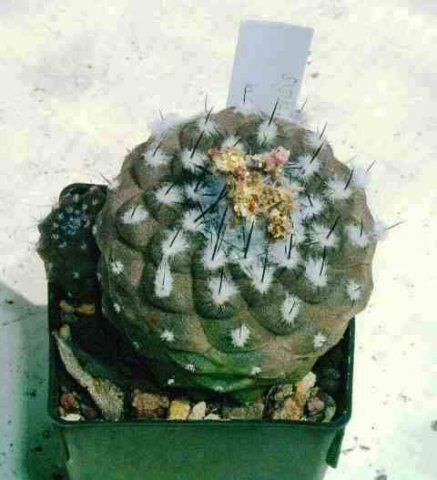 Copiapoa_barqitensis